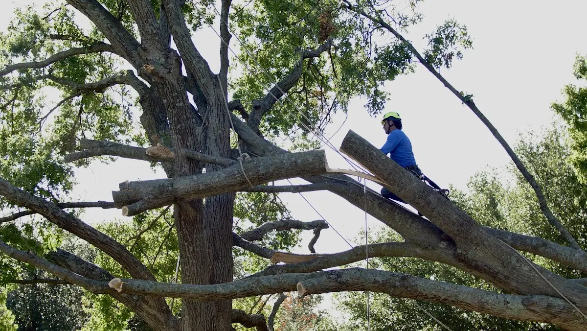 Professional Crown Thinning performed by certified arborists in Bernice