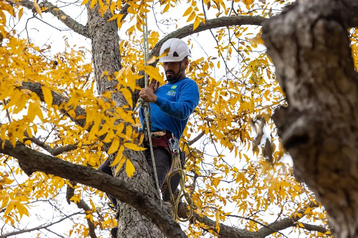 Skilled Tree Planing crew working in Bernice