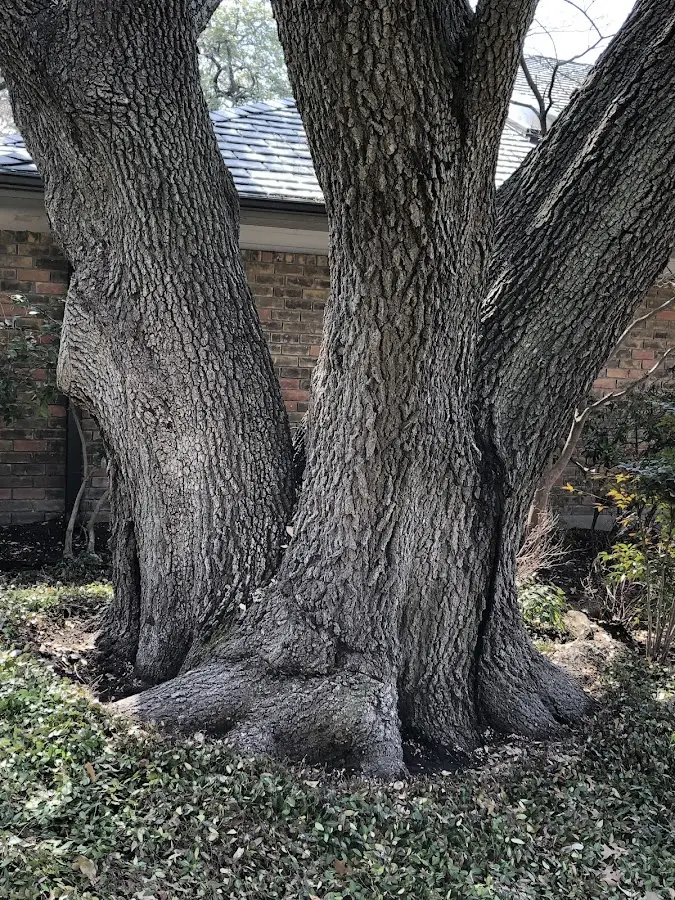 Mature heritage tree close to a Bernice property cared for by certified arborists